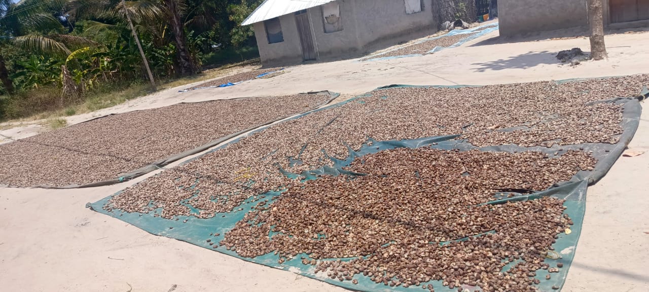 Cashew farmers at work