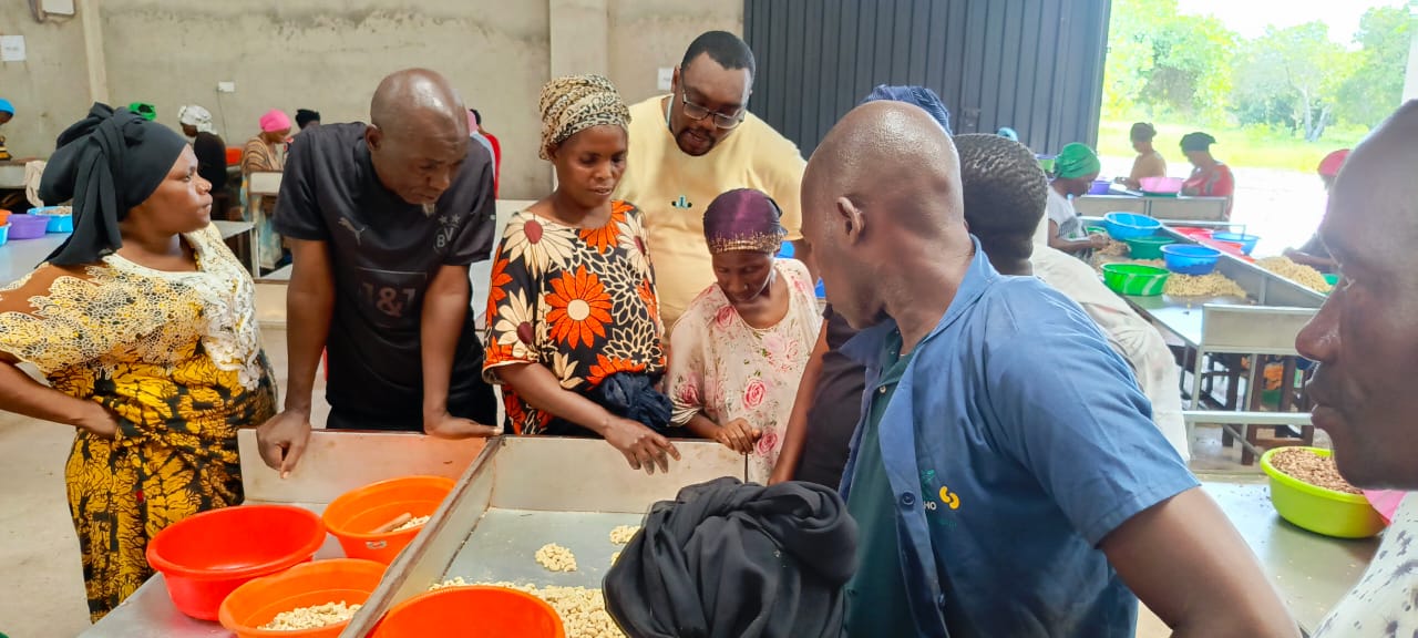 Workers hand-grading premium kernels by size