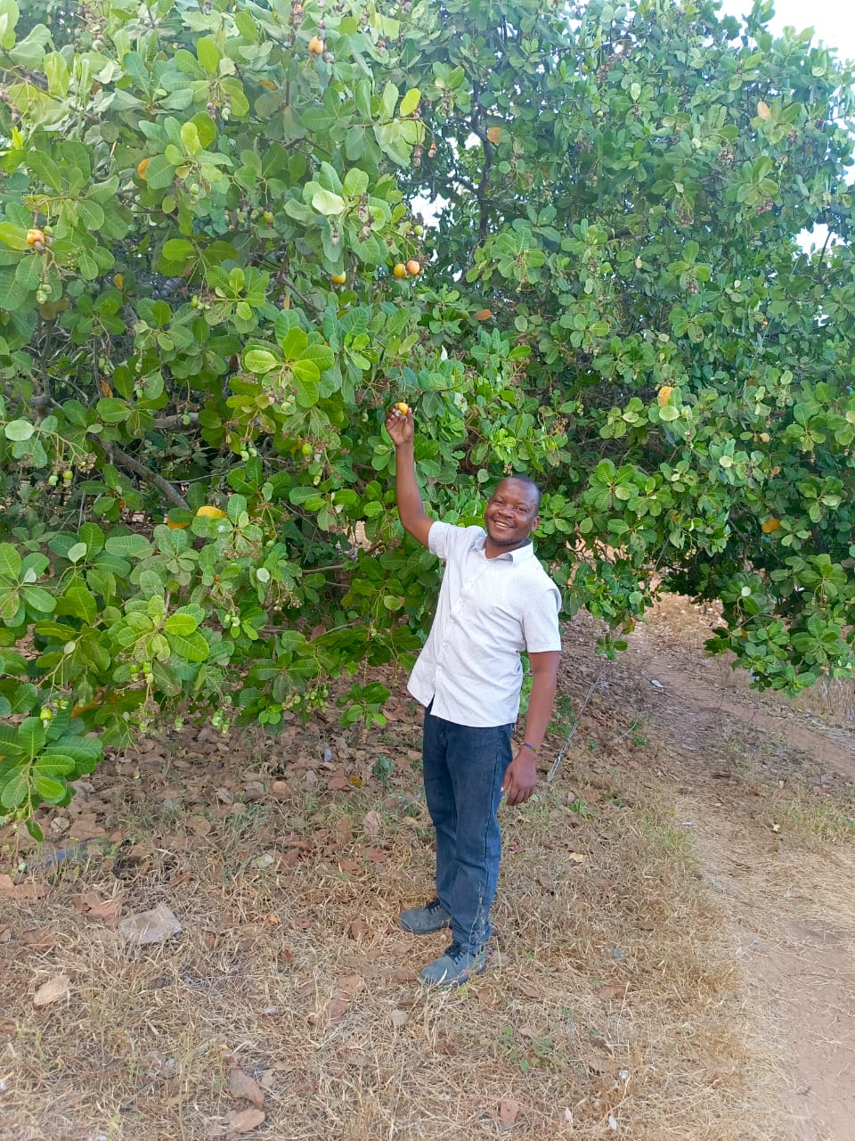 Cashew orchard in full season — Mtwara region
